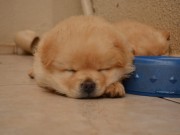 Chow Chow puppy