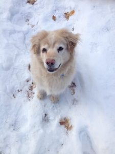 Golden Chow in snow