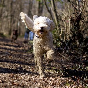 Happy_labradoodle