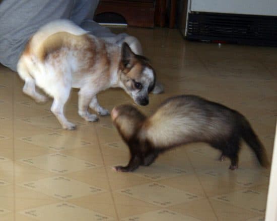 Dog and ferret