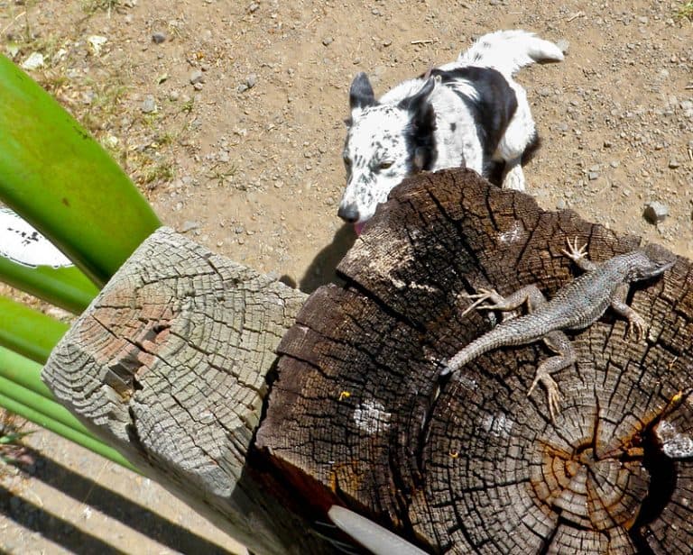 Can Dogs and Reptiles Live Together?