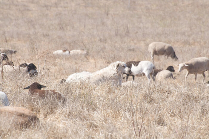 Akbash dog guarding sheep (Source: Wikipedia)