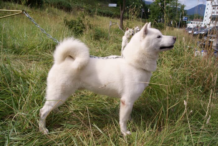Ainu Dog Hokkaido
