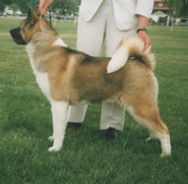 Akita dog