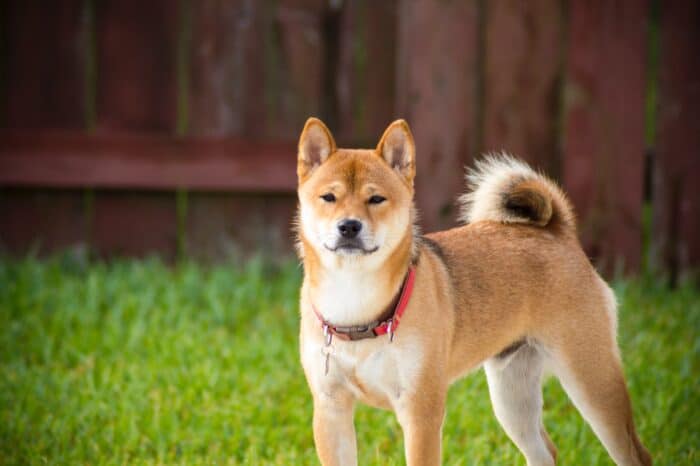 Akita dog breed