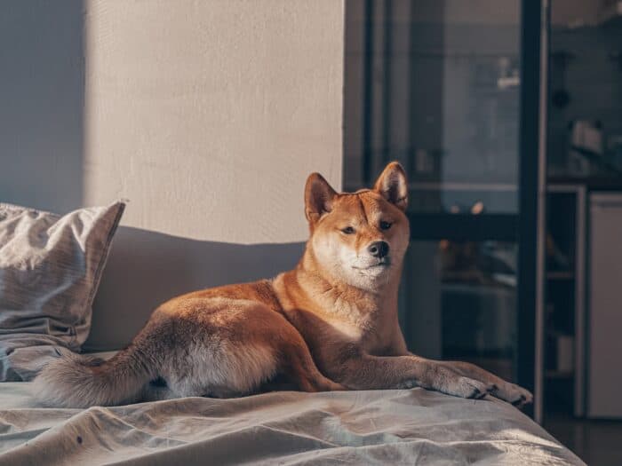 Akita on bed