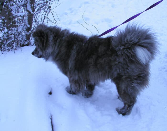 Akita with long coat