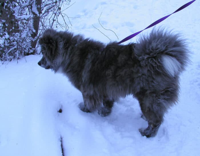 Akita with long coat