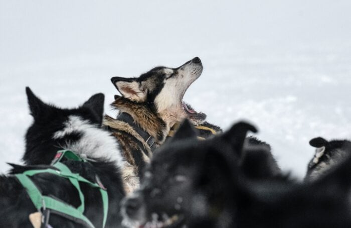 Alaskan Husky dog breed