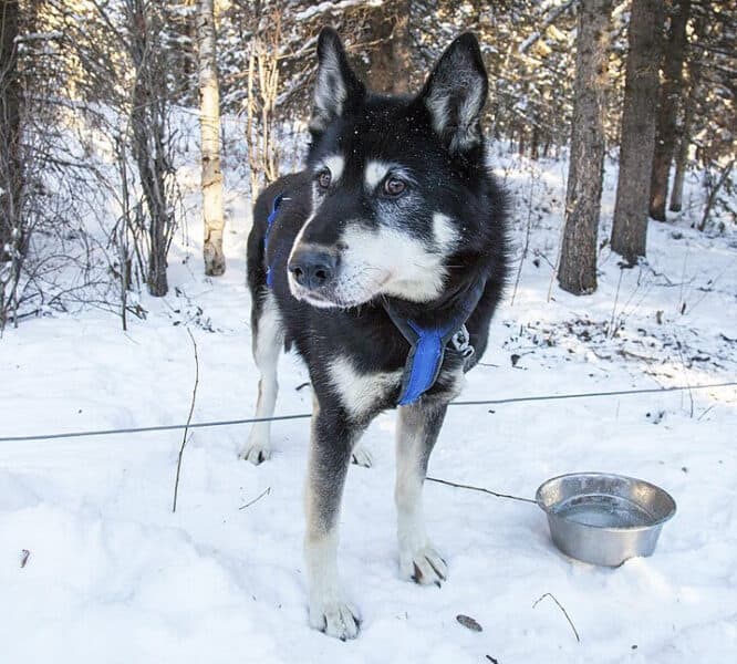 Alaskan Husky in the snow