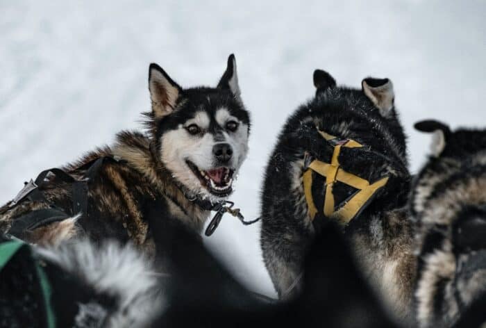 Alaskan Husky pulling sleigh