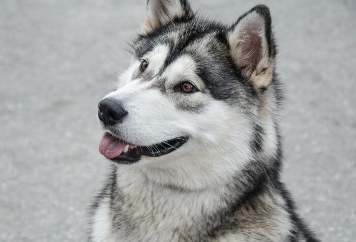 Alaskan Malamute sitting at attention