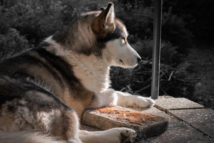 Alaskan dog sitting down calm