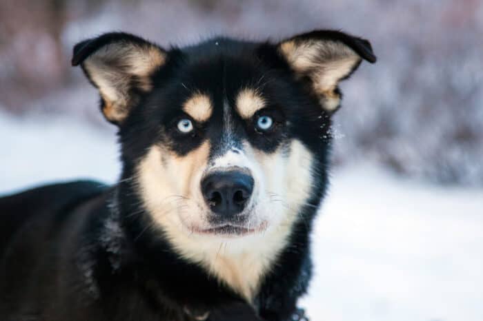 Blue eyed Alaskan Husky