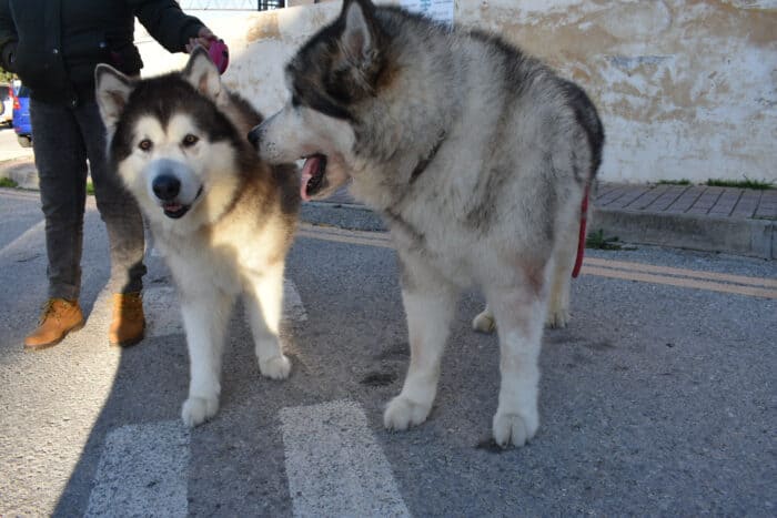 Female and Male Alaskan Malamute sizes