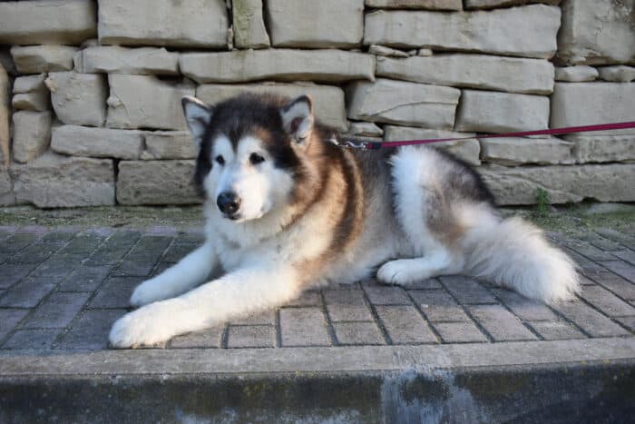 Male Malamute dog